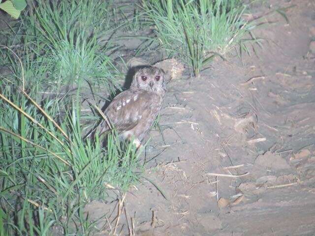 Image of Greyish Eagle-Owl