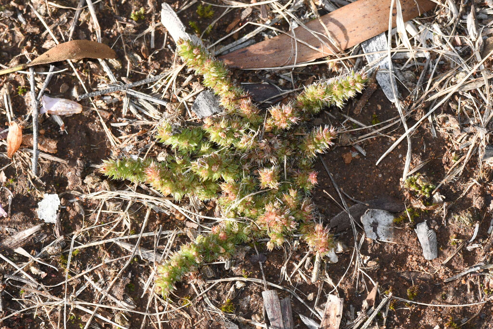 Crassula colorata (Nees) Ostenf. resmi