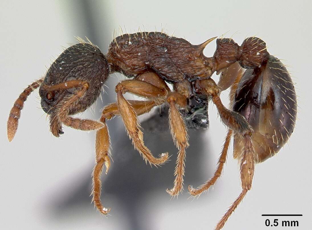 Image of Myrmica lobicornis Nylander 1846