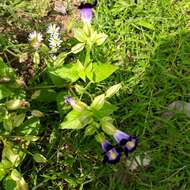 Torenia resmi