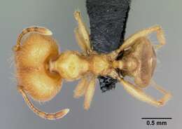 Image of Pheidole pallidula (Nylander 1849)