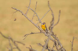 Image of Emberiza flaviventris kalaharica Roberts 1932