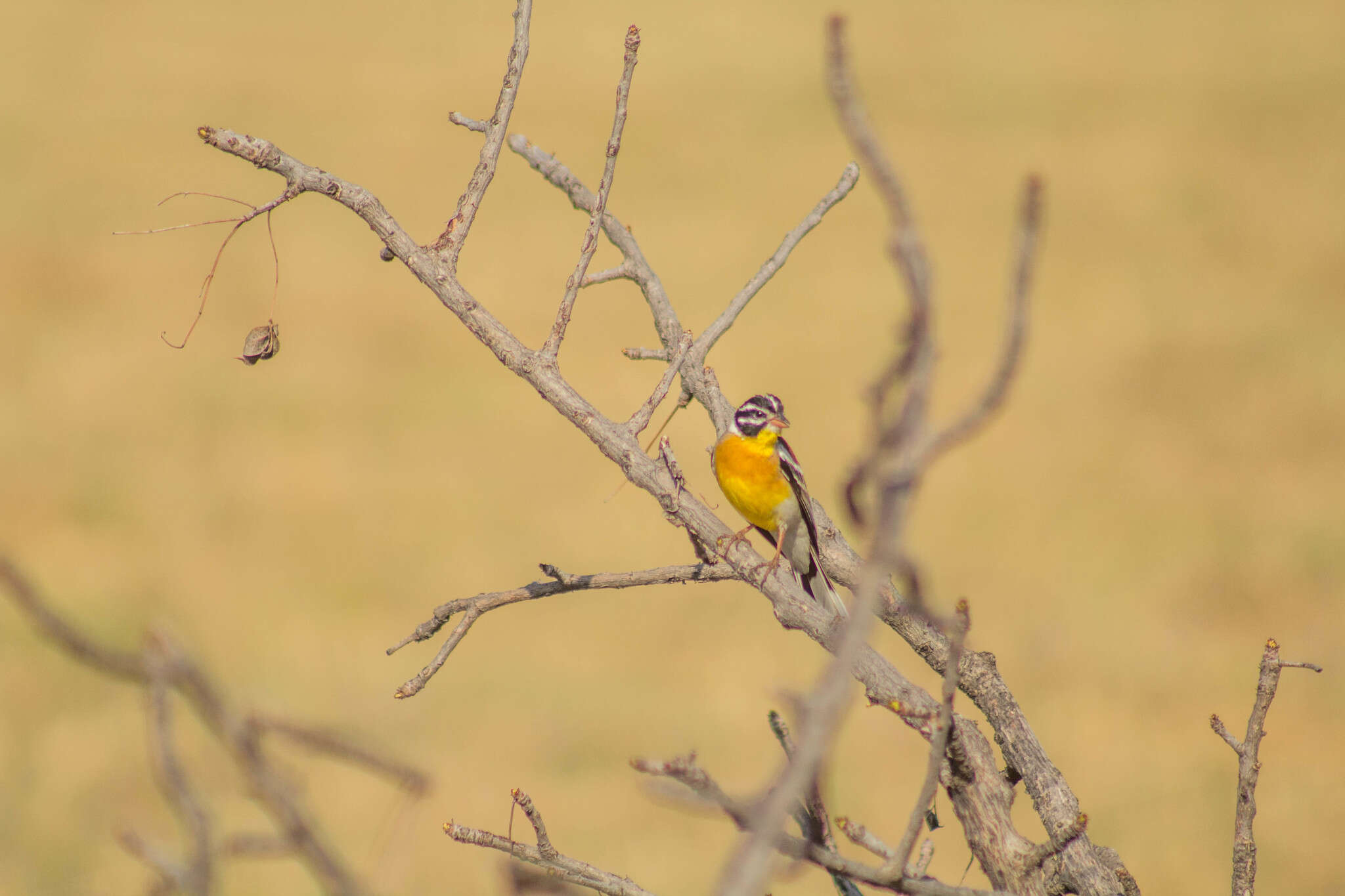 Image of Emberiza flaviventris kalaharica Roberts 1932