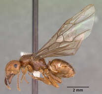 Image de Lasius interjectus