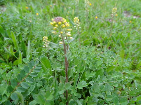 Image of Alyssum granatense Boiss. & Reut.