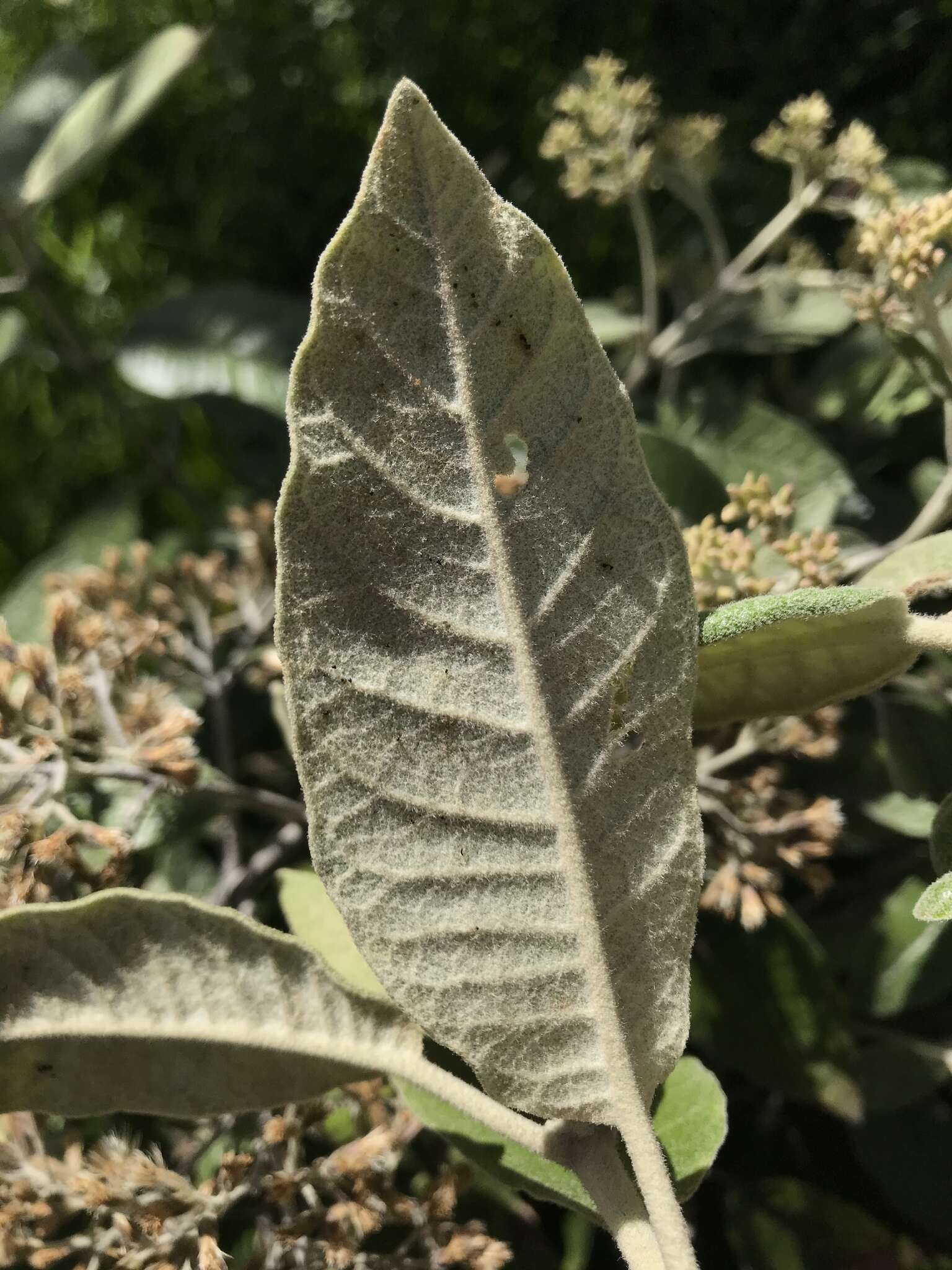 Ageratina asclepiadea (L. fil.) R. King & H. Rob.的圖片