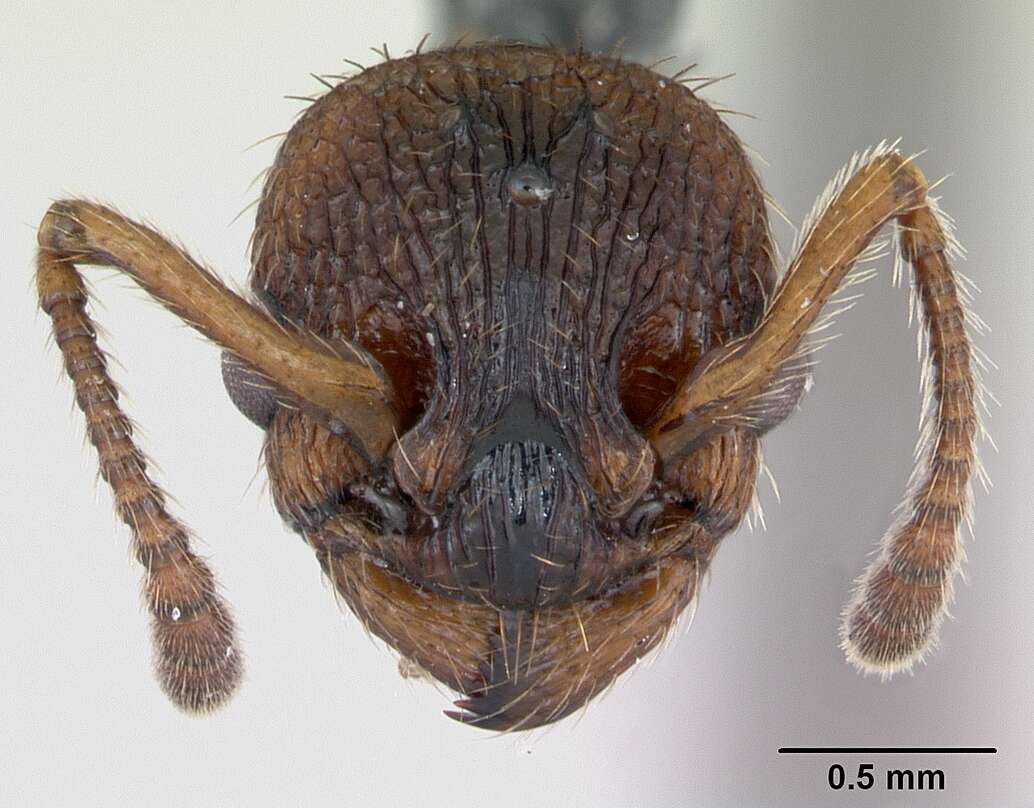 Image of Myrmica sabuleti Meinert 1861