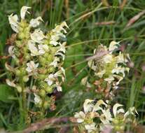 Слика од Pedicularis elongata A. Kerner