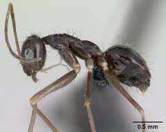 Image of Black Crazy Ant