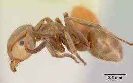 Imagem de Lasius bureni