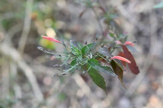 Image of Dicliptera sciadephora Donn. Sm.