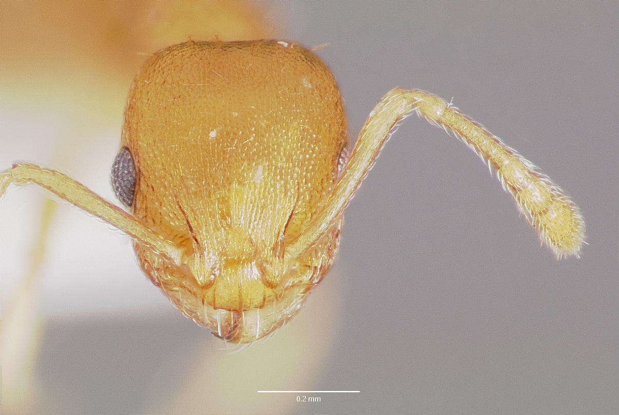 Image of Temnothorax curvispinosus