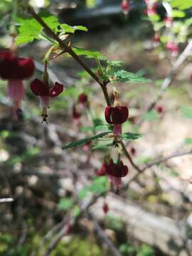 Image of gummy gooseberry