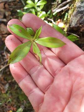 Image of Archeria racemosa Hook. fil.