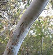 Eucalyptus haemastoma Sm. resmi