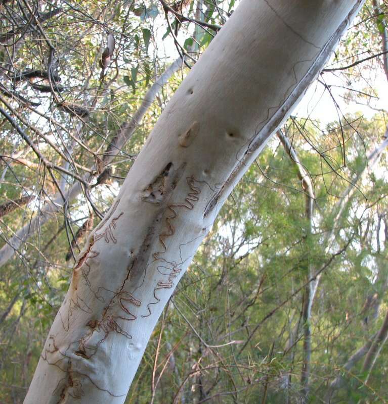 Eucalyptus haemastoma Sm. resmi