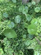 Imagem de Hydrocotyle prolifera Kellogg