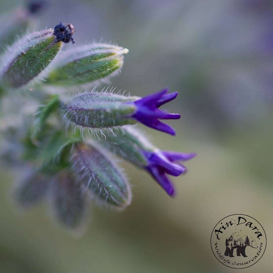 Anchusa hybrida Ten.的圖片