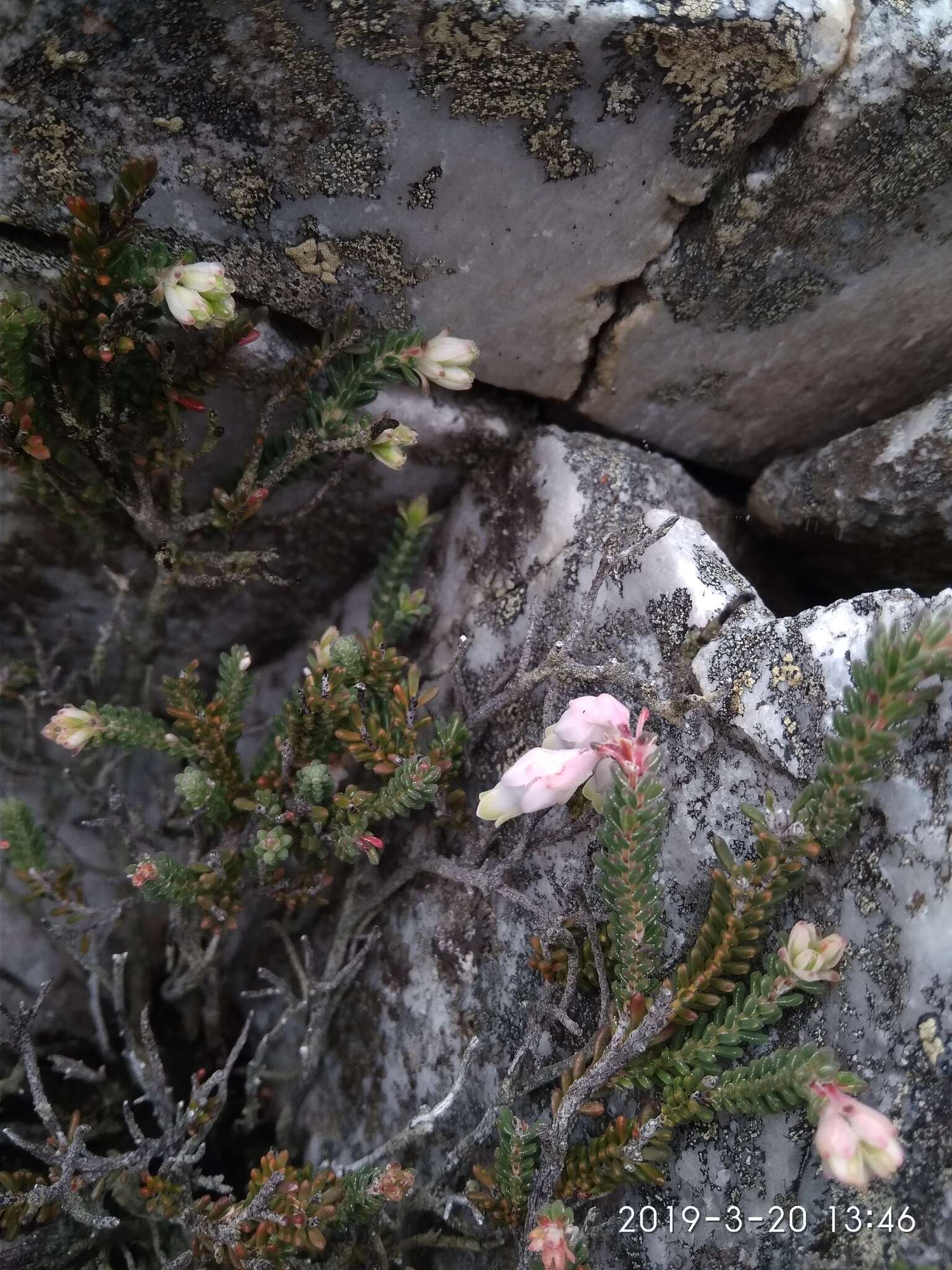 Erica goatcheriana var. petrensis L. Bol. resmi