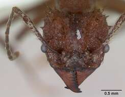 Imagem de Acromyrmex crassispinus (Forel 1909)