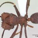 Imagem de Acromyrmex nigrosetosus