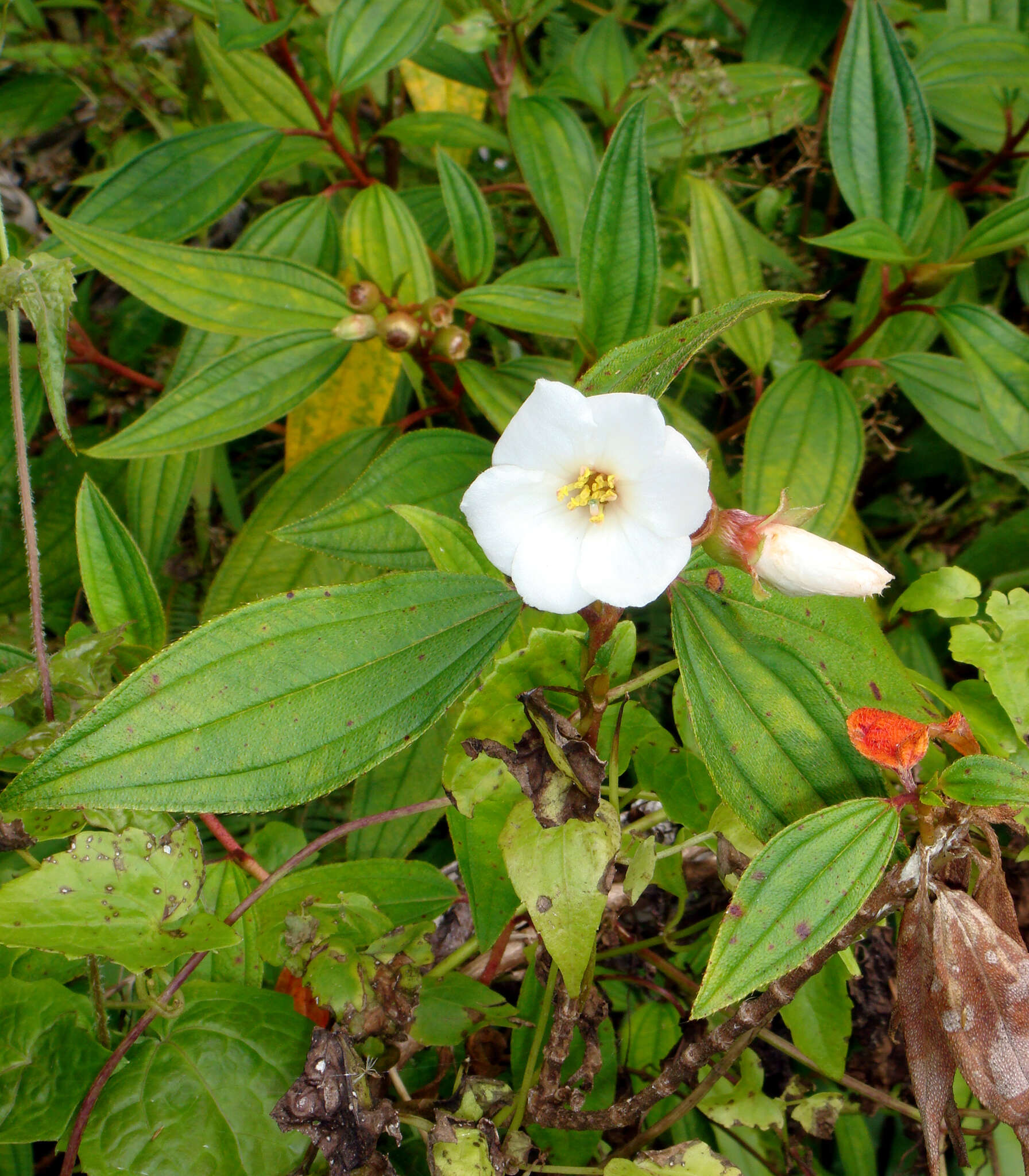 Слика од Melastoma denticulatum Labill.