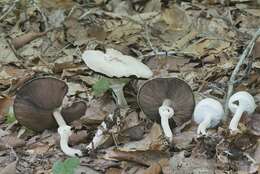 Image of Agaricus butyreburneus Kerrigan, Guinb. & Callac 2016