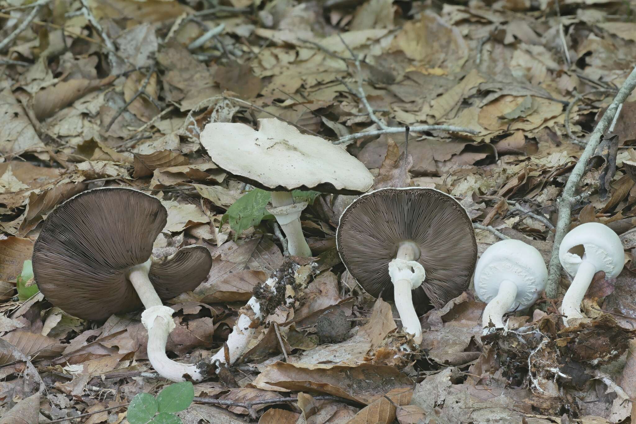 Image of Agaricus butyreburneus Kerrigan, Guinb. & Callac 2016