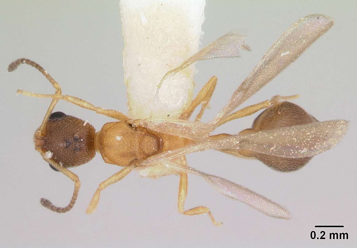 Image of Ant