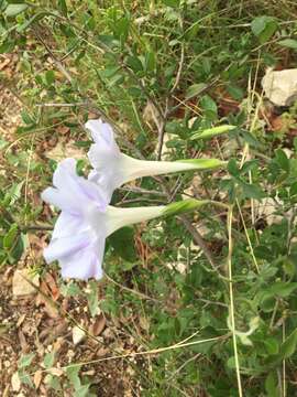 Слика од Ipomoea lindheimeri A. Gray