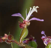 Clarkia heterandra (Torrey) H. Lewis & P. H. Raven resmi