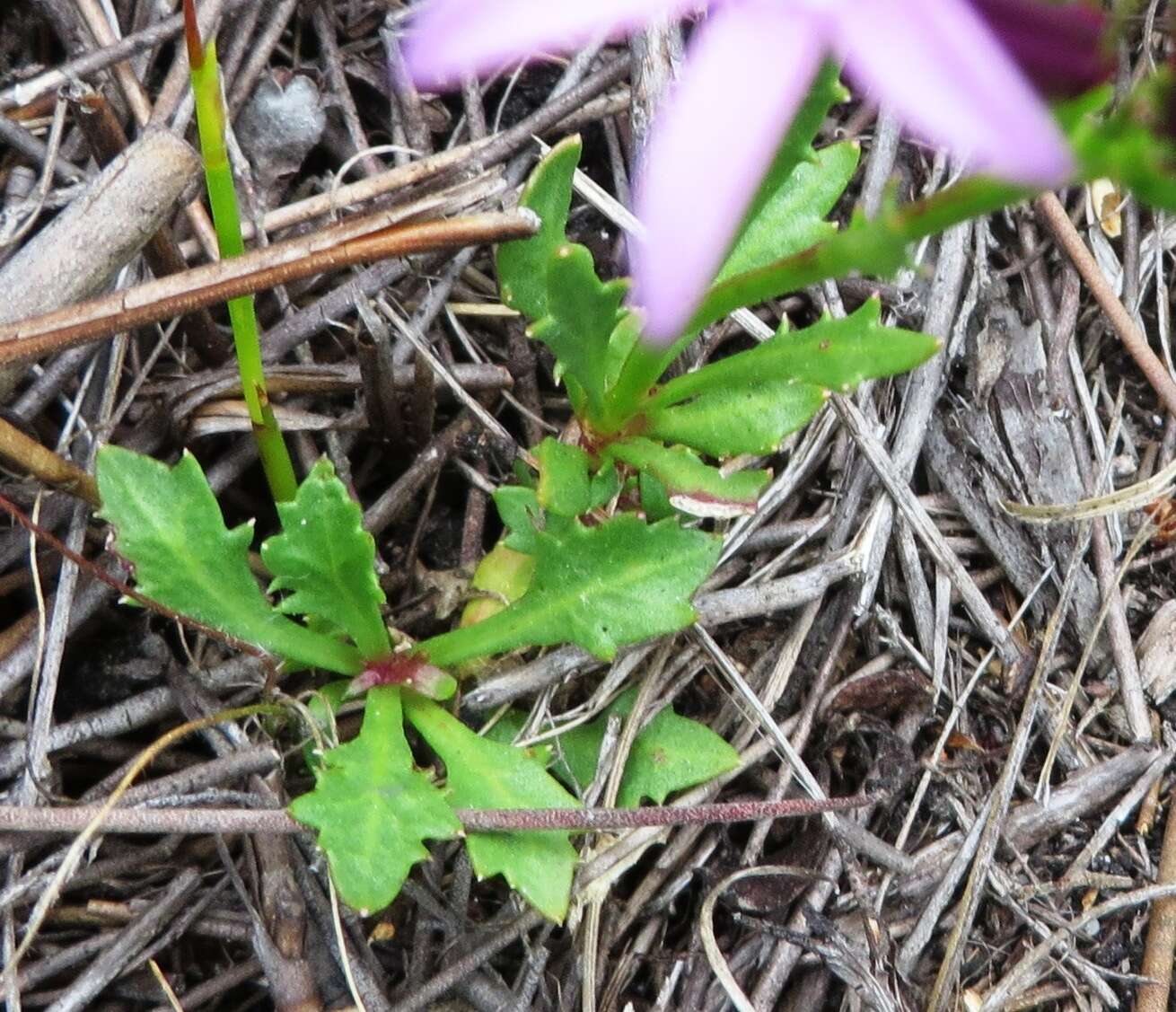 Image of Lobelia stenosiphon (Adamson) E. Wimm.