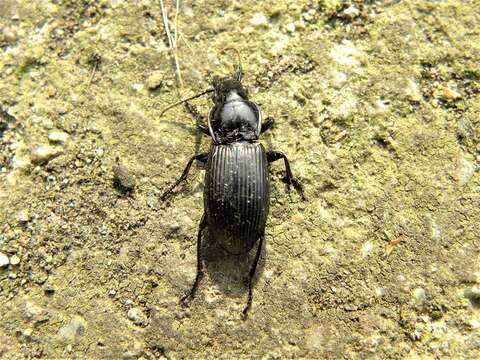 Image of Carabidae