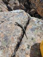 Image of Alpine Cool-skink