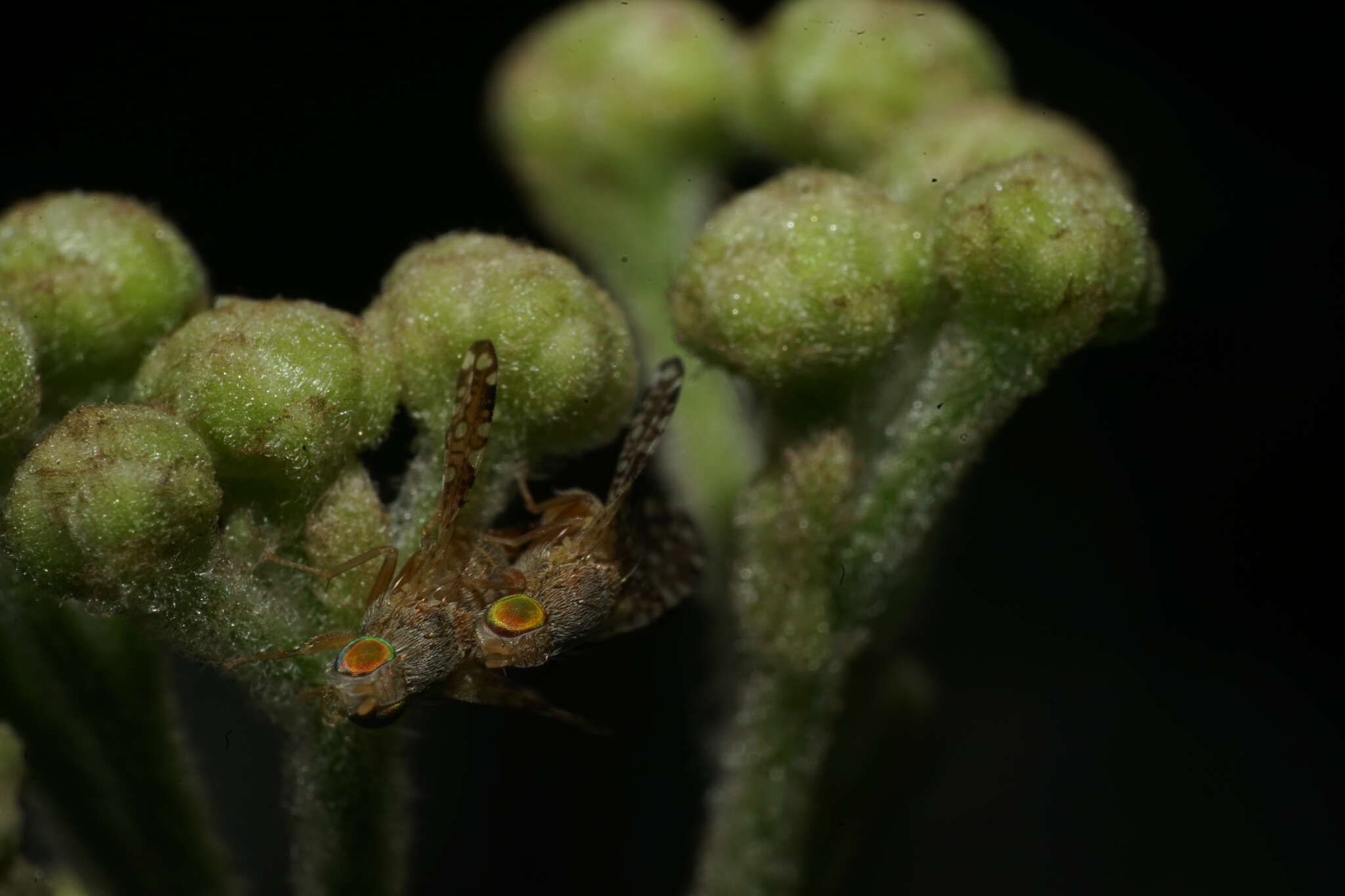 Image of Sourbush seed fly