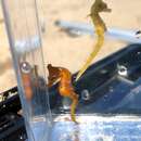 Image of Crowned Seahorse