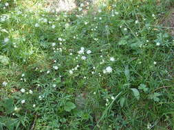 Imagem de Astrantia minor L.