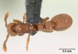 Image of Ant