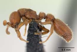 Image of Ant