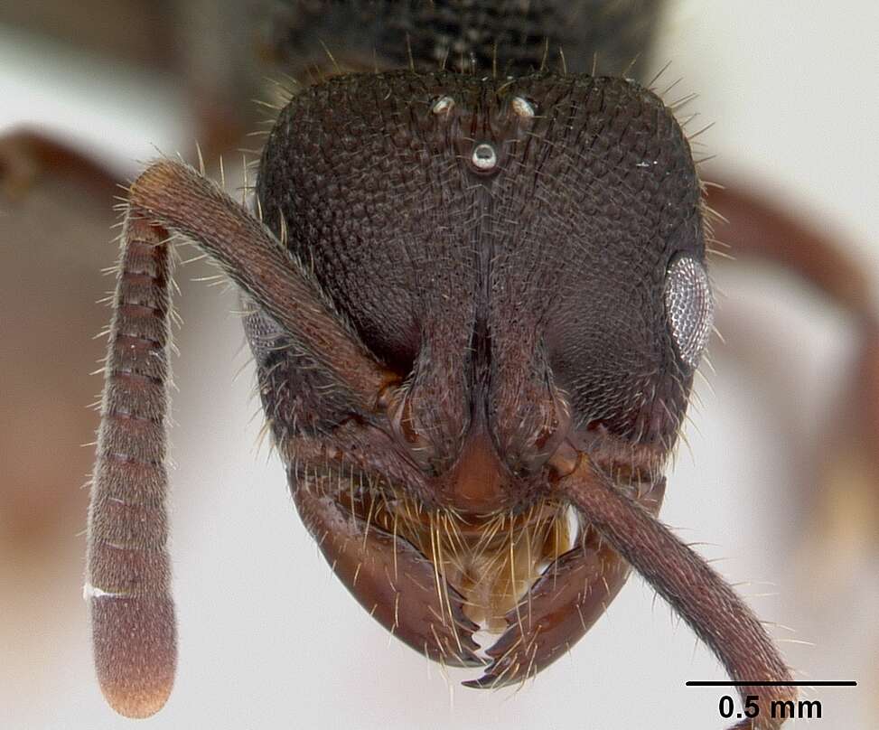 Image of Phrynoponera bequaerti Wheeler 1922