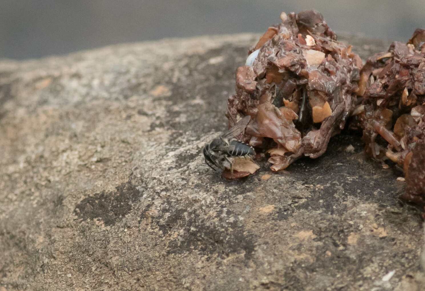 Image of Flat-tailed Leaf-cutter Bee