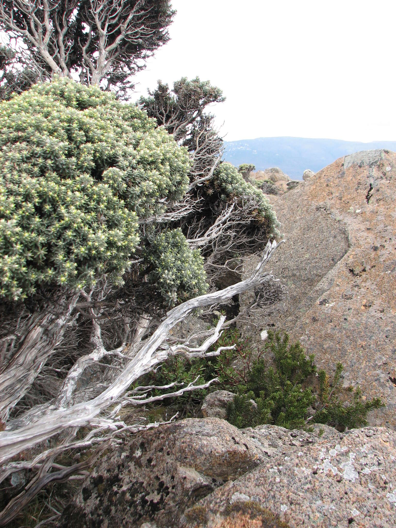 Ozothamnus ledifolius (A. Cunn. ex DC.) Hook. fil. resmi