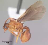 Image of Northern Fungus Farming Ant