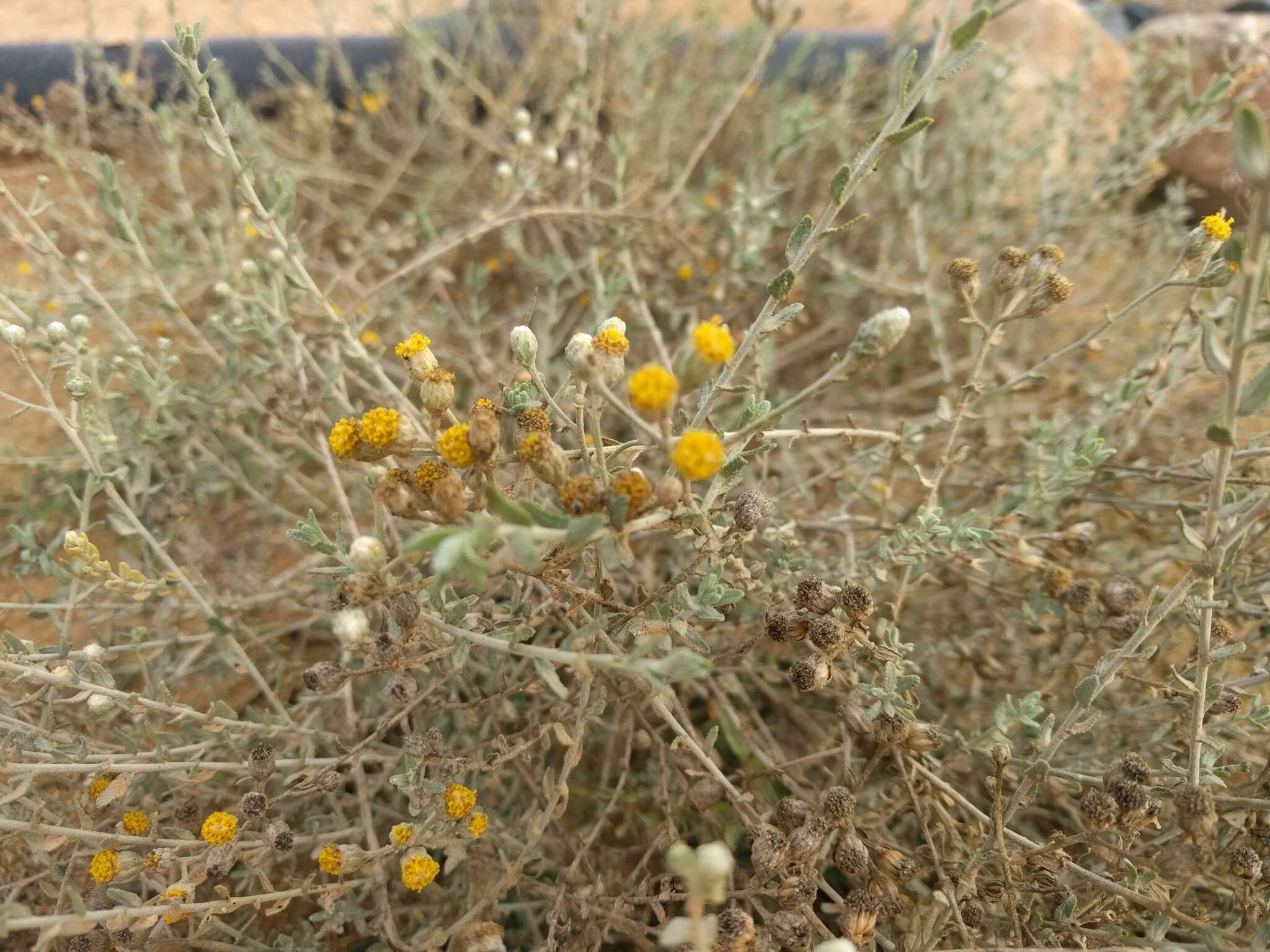 Sivun Achillea fragrantissima (Forsk.) Sch. Bip. kuva