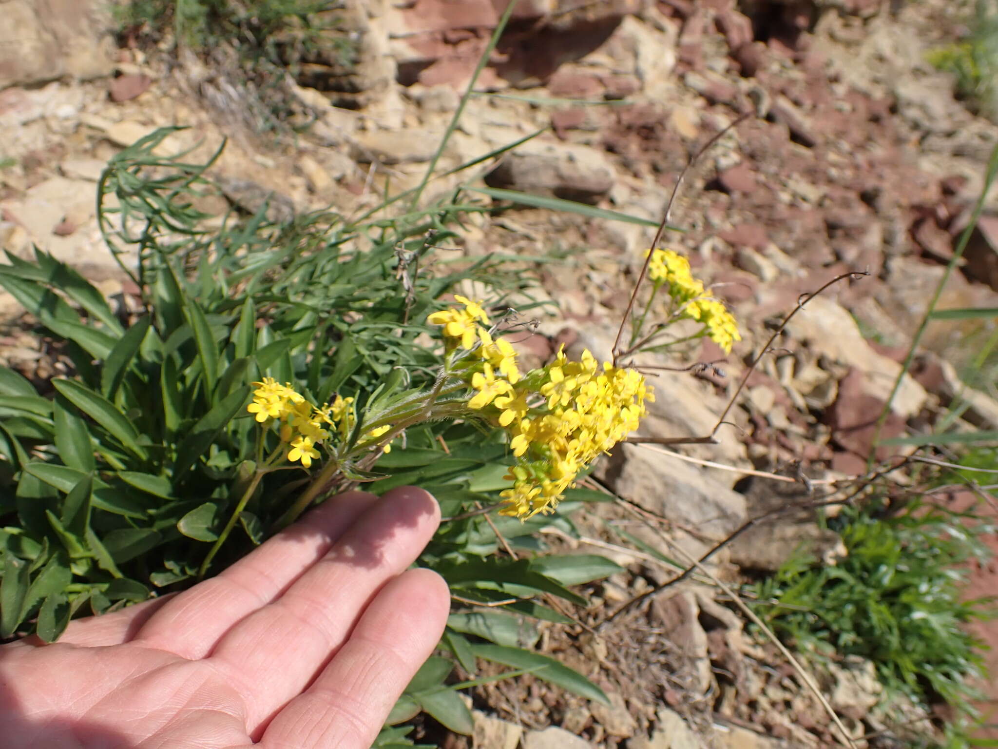 Image of Patrinia sibirica (L.) Juss.