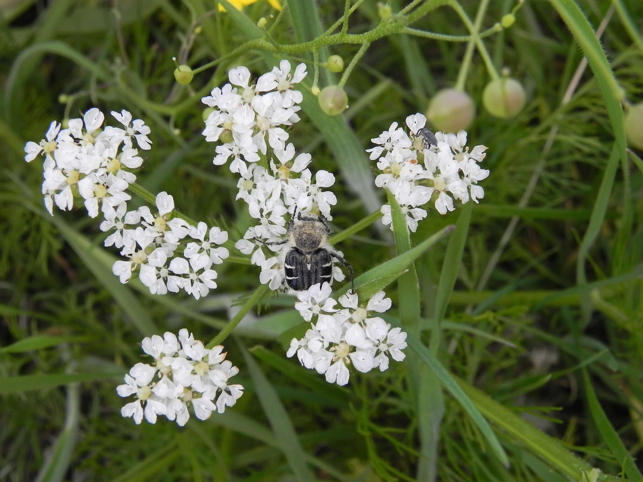 Image of Texas Flower Scarab