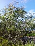 Plancia ëd Eucalyptus exserta F. Müll.