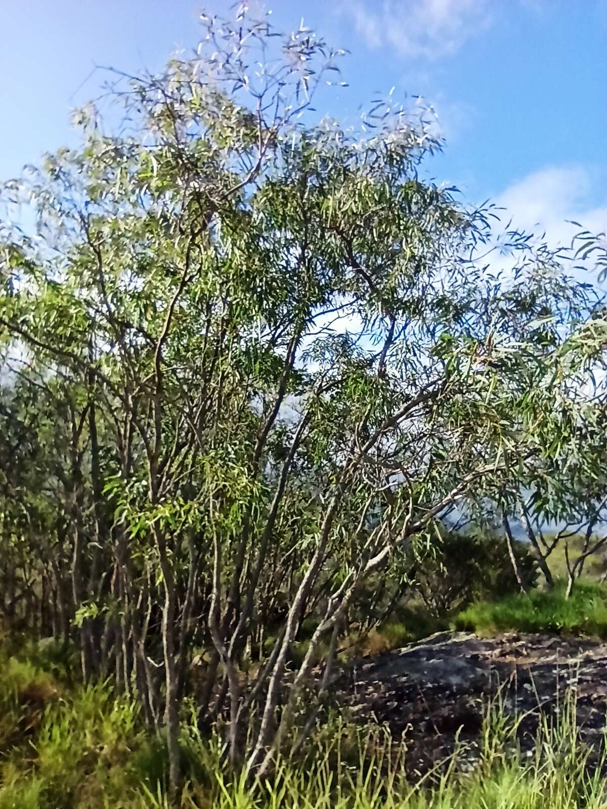 Plancia ëd Eucalyptus exserta F. Müll.