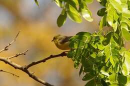 Image of Southern Greencap Eremomela