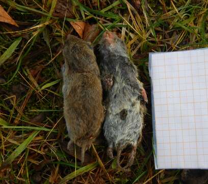 Image of Mediterranean Pine Vole